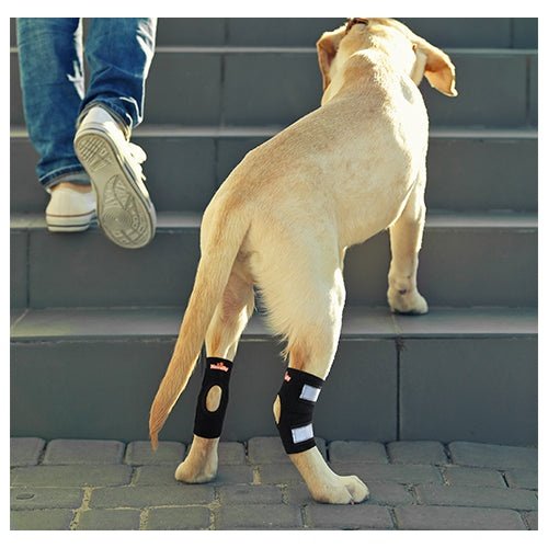 dog-hock-support-brace